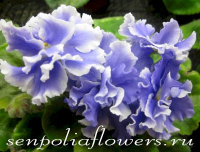 Фиалка Голубой Туман (Морев К)