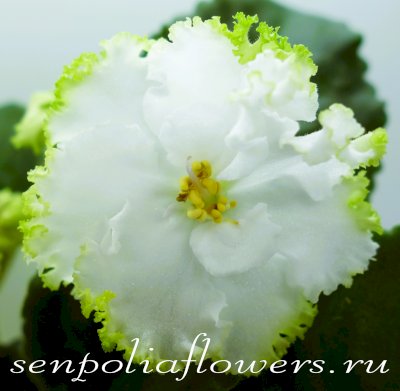 Фиалка Гриня (Дадоян)