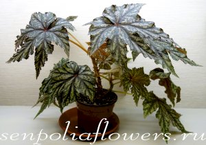 Бегония Грифон Gryphon