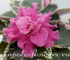 Фиалка ЕК-Бальзаковский Возраст (Коршунова Е.)