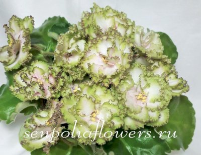 Фиалка ЕК-Берендеево Царство ( Коршунова Е ) 2018 г