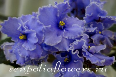 Фиалка ЕК-Голубая Кровь (Коршунова Е)