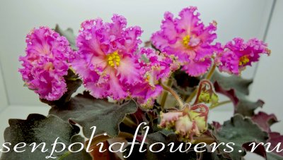 Фиалка ЕК-Живая Радуга (Коршунова Е) 2022г