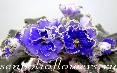 Фиалка ЕК-Заморская Диковинка (Коршунова Е) 2017г