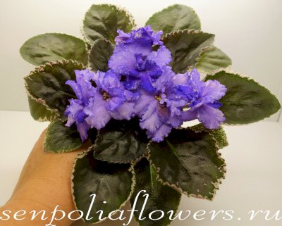 Фиалка ЕК-Звёздная Шаль ( Коршунова)