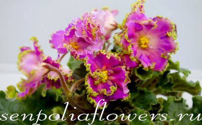 Фиалка ЕК-Золотой Фазан (Коршунова Е) 2021г