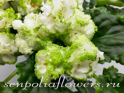 Фиалка ЕК-Изумрудные Розы 