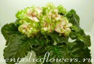 Фиалка ЕК-Изумрудный Остров ( Коршунова Е) 2023г