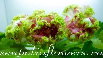 Фиалка ЕК-Сказочный Павлин (Коршунова Е) 2025г