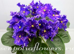 Фиалка ЕК-Капюшон Медузы ( Коршунова)