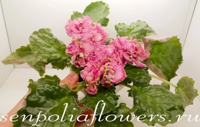 Фиалка ЕК-Лесная Королева спорт 