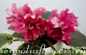 Фиалка ЕК-Питерские Львы ( Коршунова Е)