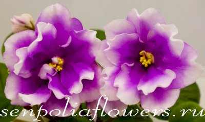 Фиалка ЕК-Под Счастливой Звездой ( Коршунова Е) 2023г