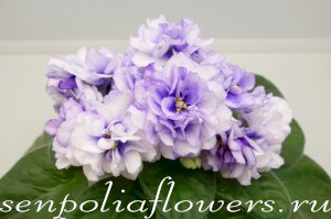 Фиалка ЕК-Седой Океан ( Коршунова Е) 2008г