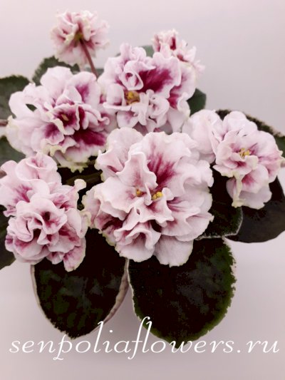 Фиалка ЕК-Смешинка (Коршунова Е)