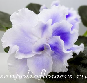 Фиалка ЕК-Снежные Карпаты (Е.Коршунова)