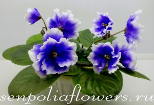 Фиалка ЕК-Счастливые Глаза ( Коршунова Е) 2023г