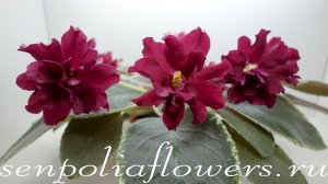 Фиалка ЕК-Чемпион ( Коршунова Е) 2019г