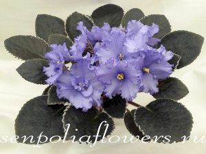 Фиалка ЕК-Ясное Небо ( Коршунова Е)