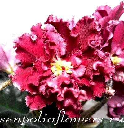 Фиалка ЕК-Красавица Москвы (Е. Коршунова)