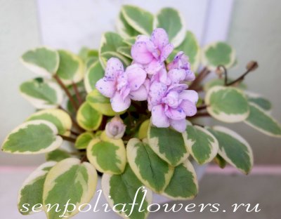 Фиалка Жемчужный Восторг (Д.Глушакова)