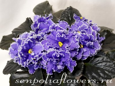 Фиалка ЛЕ-Зеркало Венеры (Лебецкая Е)