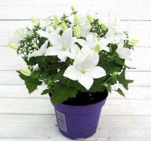 Кампанула Невеста Atlanta