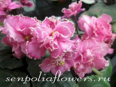 Фиалка Конфетка ( Макуни)