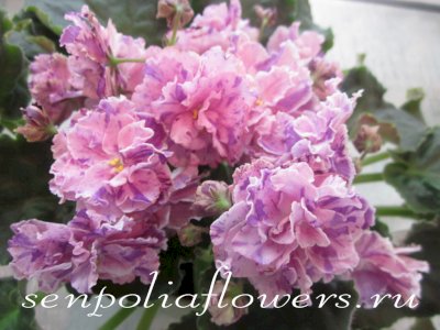 Фиалка ЛЕ-Айседора (Лебецкая Е)