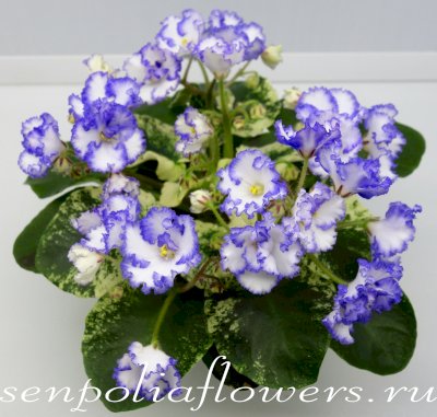 Фиалка ЛЕ-Алмазная Пыль ( Лебецкая Е) 2017г