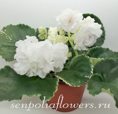 Фиалка ЛЕ-Белая Камелия (Е.Лебецкая)