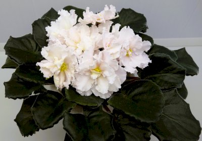 Фиалка ЛЕ-Бриллиант Тиффани спорт