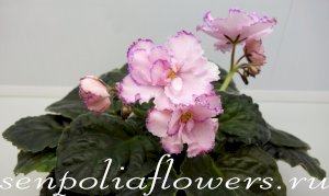 Фиалка ЛЕ-Елисейские Поля (Лебецкая)