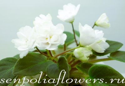 Фиалка ЛЕ-Жемчужинка ( Лебецкая) 2018г