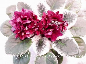 Фиалка ЛЕ-Ируля ( Лебецкая Е)