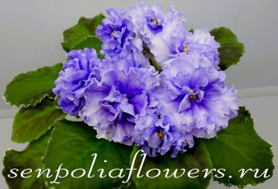 Фиалка ЛЕ-Кристина ( Лебецкая Е)