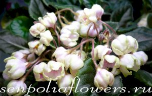 Фиалка ЛЕ-Ландыши (Лебецкая) 2020г