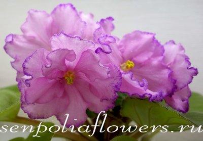 Фиалка ЛЕ-Лилиана (Е.Лебецкая)