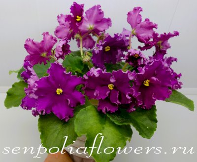 Фиалка ЛЕ-Малиновый Пунш ( Лебецкая Е.)