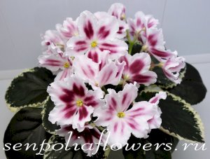 Фиалка ЛЕ-Маргарита ( Лебецкая Е)