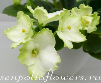 Фиалка ЛЕ-Мастер Йода (Е.Лебецкая)