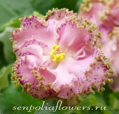 Фиалка ЛЕ-Медуница ( Лебецкая Е) 2020г