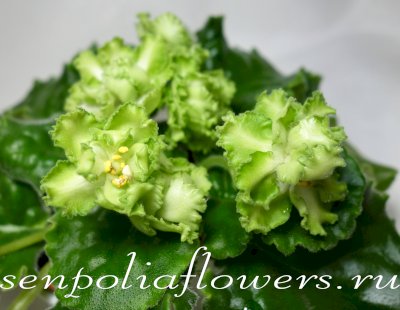 Фиалка ЛЕ-Мохито (Е.Лебецкая)