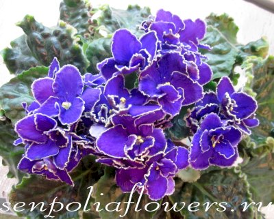 Фиалка ЛЕ-Прекрасная Креолка ( Лебецкая Е)