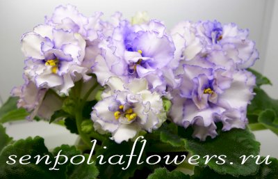 Фиалка ЛЕ-Стильное Жабо (Лебецкая Е)