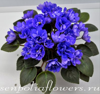 Фиалка ЛЕ-Юкон ( Лебецкая Е) 2018г