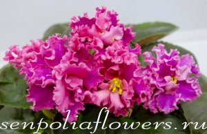 Фиалка ЛФ-Дарья ( Федосеева Л) 2017г