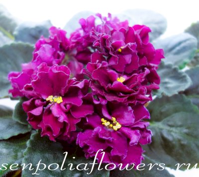 Фиалка ЛФ-Ежевика (Федосеев Л)