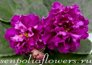 Фиалка ЛФ-Ледяная Вишня ( Федосеева Л)