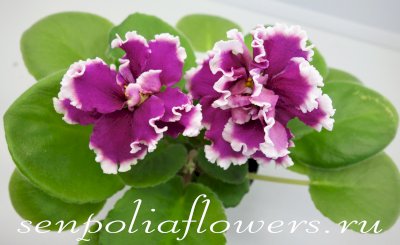 Фиалка ЛФ-Розовый Мусс спорт 